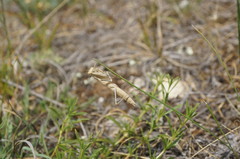 Bolivaria brachyptera