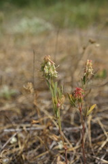 Trigonella spicata