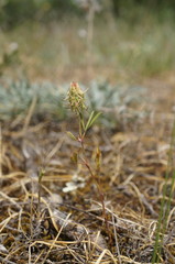 Trigonella spicata