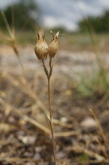 Silene subconica