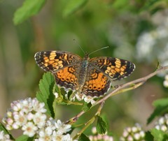 Phyciodes cocyta