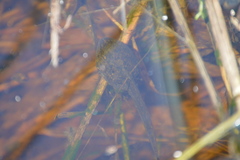 Lithobates pipiens