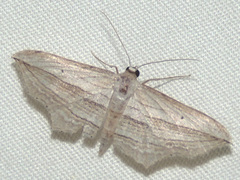 Arcobara multilineata