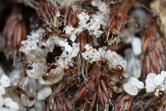 Pheidole californica