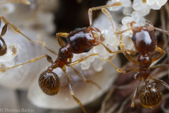 Pheidole californica