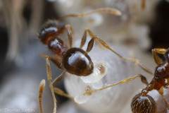 Pheidole californica