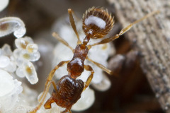 Pheidole californica