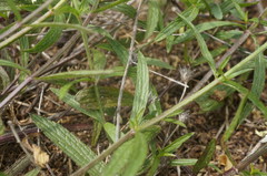 Stachys atherocalyx