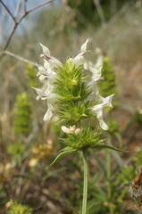 Stachys atherocalyx