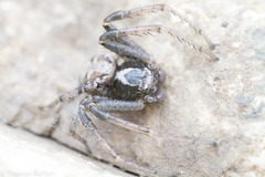 Xysticus locuples