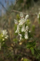 Stachys atherocalyx