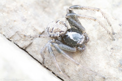 Xysticus locuples