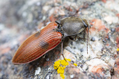 Anostirus bipunctatus
