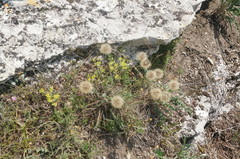 Leontodon biscutellifolius