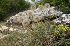 Leontodon biscutellifolius