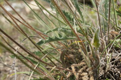 Leontodon biscutellifolius