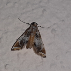 Usingeriessa onyxalis
