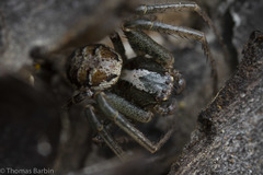 Xysticus locuples