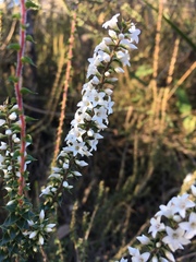 Epacris gunnii