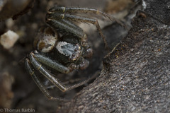 Xysticus locuples