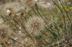 Leontodon biscutellifolius