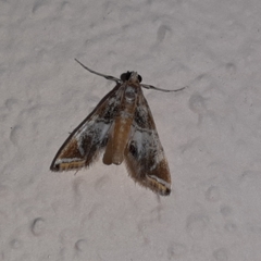 Usingeriessa onyxalis