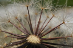 Leontodon biscutellifolius