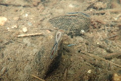 Unionoidea