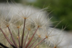 Leontodon biscutellifolius