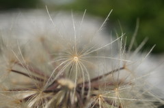 Leontodon biscutellifolius