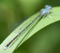 Enallagma exsulans