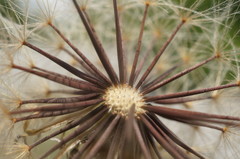 Leontodon biscutellifolius