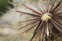 Leontodon biscutellifolius