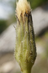 Leontodon biscutellifolius