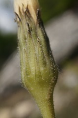 Leontodon biscutellifolius