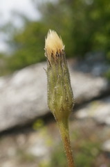 Leontodon biscutellifolius