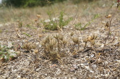 Minuartia glomerata
