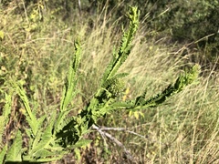 Pterocaulon serrulatum