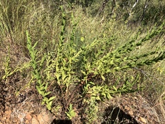 Pterocaulon serrulatum