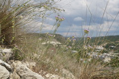 Dianthus pseudarmeria
