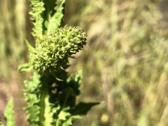 Pterocaulon serrulatum