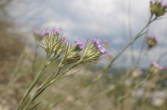 Dianthus pseudarmeria