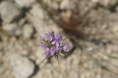 Dianthus pseudarmeria
