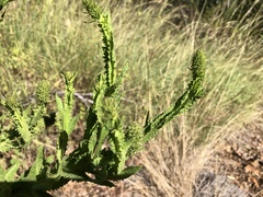 Pterocaulon serrulatum