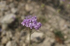 Dianthus pseudarmeria