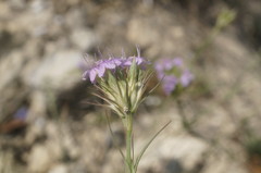 Dianthus pseudarmeria