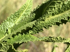 Pterocaulon serrulatum