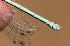 Coenagrion puella
