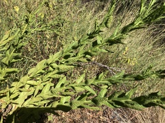 Pterocaulon serrulatum