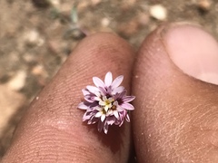 Lessingia tenuis